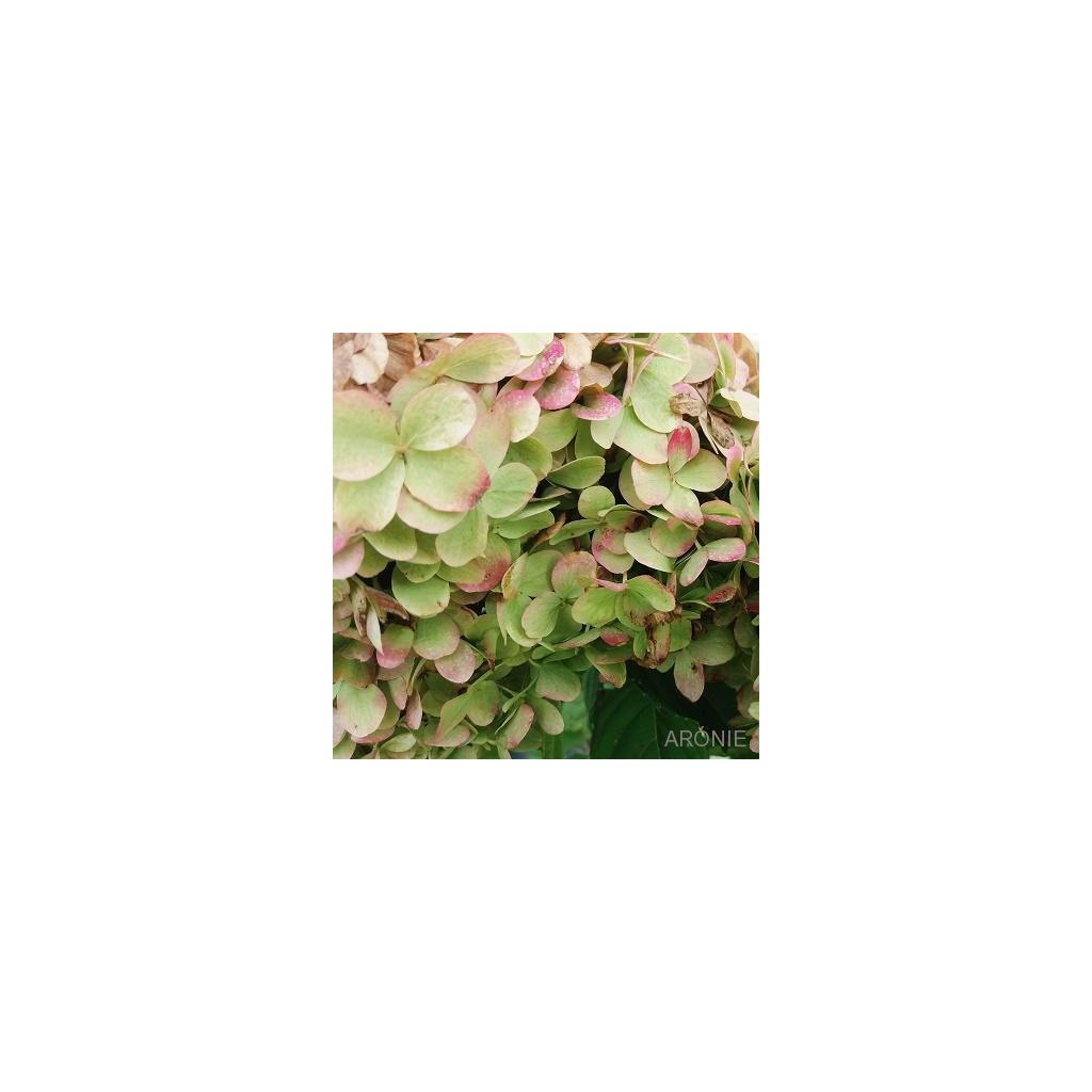 Hortenzie latnatá - Hydrangea pan. ´Limelight´ ® - 1,5 l