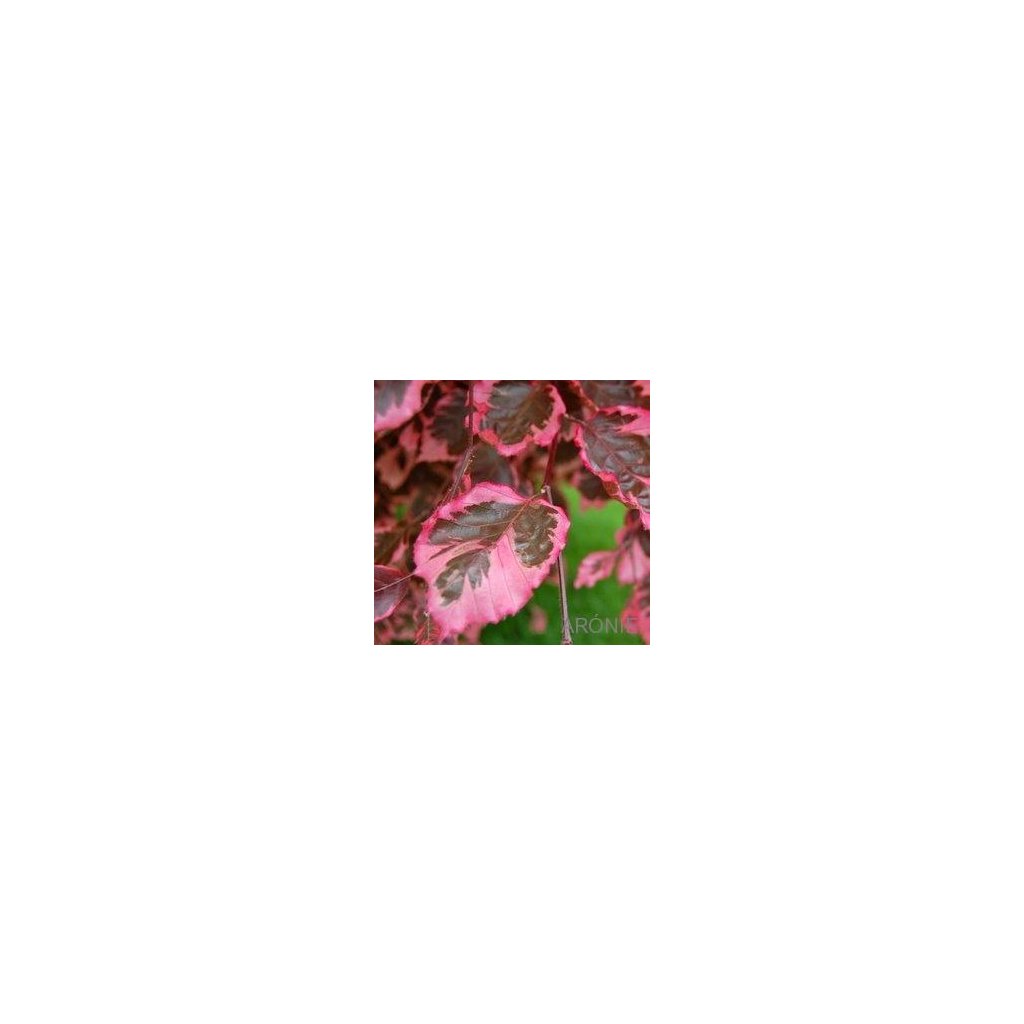 Buk lesní Purpurea Tricolor (Roseomarginata)