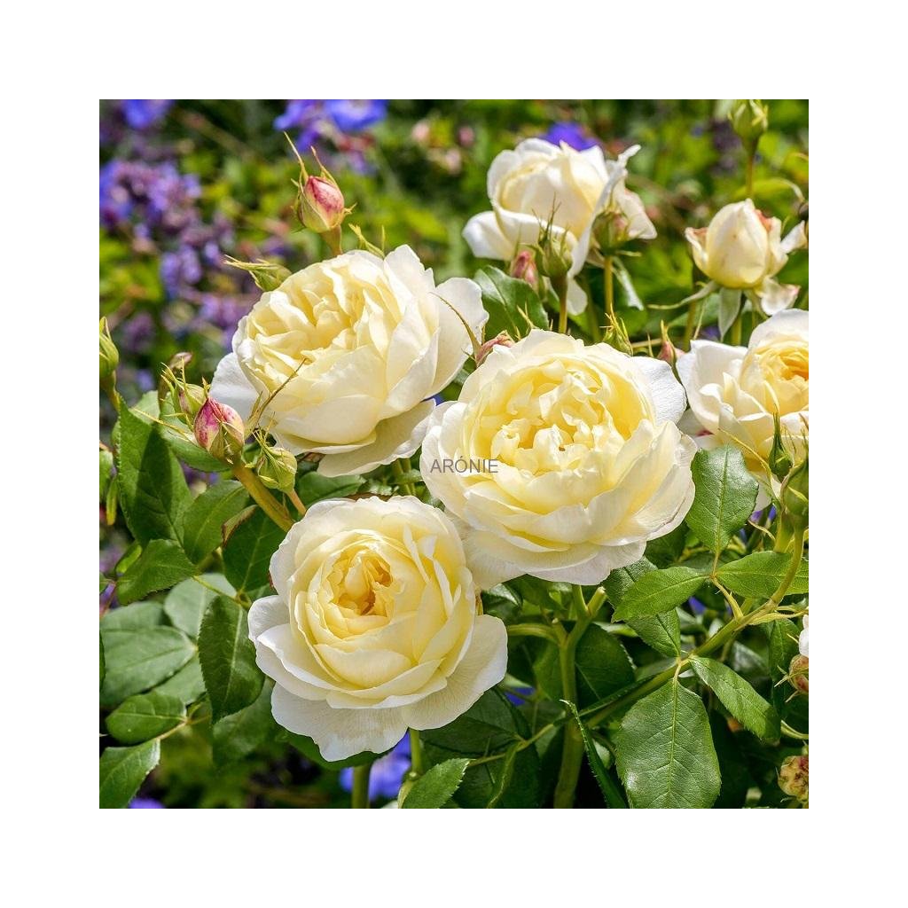 Růže David Austin 'Vanessa Bell'