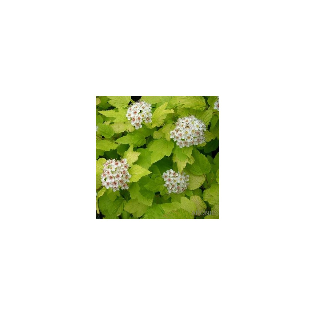 Tavola kalinolistá Dart's Gold - Physocarpus - 100 - 120 cm