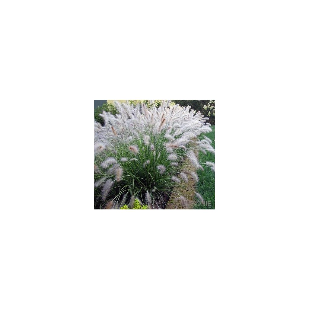 Dochan psárkovitý - Pennisetum alopecuroides ´Hameln´ - 12 l  Pennisetum alopecuroides Hameln