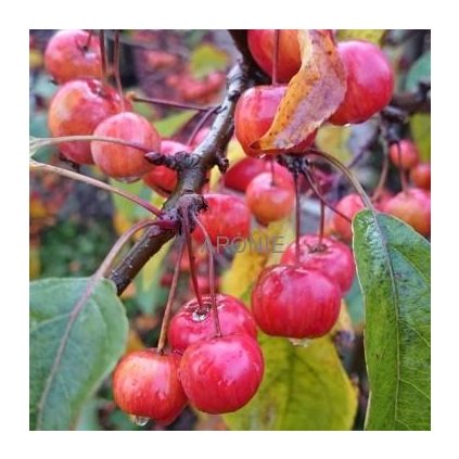 Okrasná jabloň - Malus 'Red Sentinel´ - ok 6/8