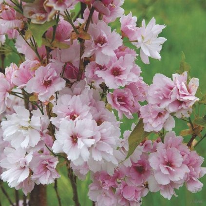 Višeň pilovitá - Prunus serrulata ´Amanogawa´300 - 350 cm  Sakury