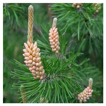 Borovice lesní - Pinus sylvestris - 100 - 120 cm