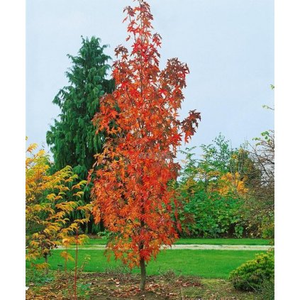 Ambroň západní ´Slender Silhouette´ - Liquidambar styraciflua - ok 10/12 cm  Okrasné stromy