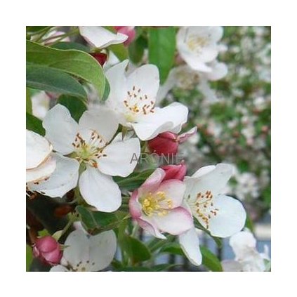 Okrasná jabloň ´Winter Gold´- Malus - obvod kmene 14 cm  Malus