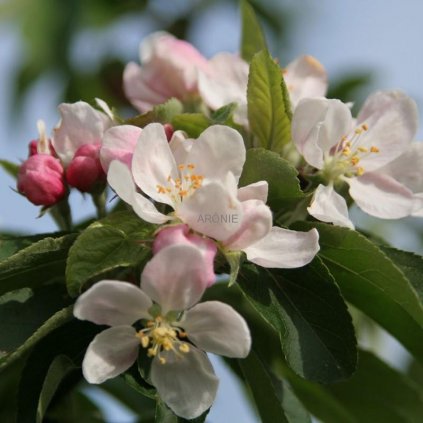 Okrasná jabloň - Malus - John Downie - ok 12-14 cm  Malus