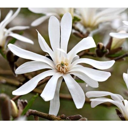 Magnolie - šácholan hvězdokvětý - Magnolia stellata - 7 l  Okrasné keře