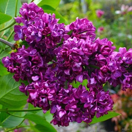 Šeřík keřový - Syringa vulgaris - Charles Joly - 4 l  Syringa vulgaris