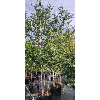 Betula Doorenbos Aronie Arbo