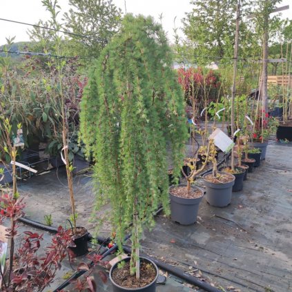 larix2
