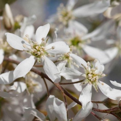 Muchovník Lamarckův - Amelanchier lam. - vícekmen  výška 220 - 250 cm