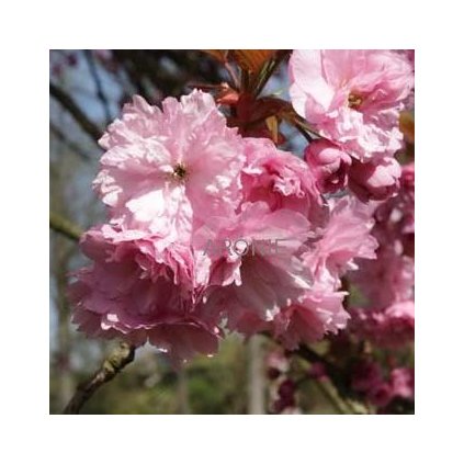 Sakura, třešeň pilovitá na kmínku ´Kanzan´  Prunus serrulata