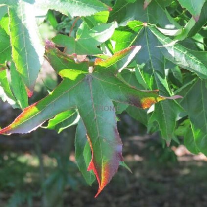 Ambroň západní - Liquidambar styraciflua ´Autumn Color Globe´- ok 10-12  Liquidambar styraciflua