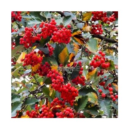 Jeřáb prostřední - Sorbus intermedia´Brouwers´- ok 10-12 cm  Okrasné jeřáby