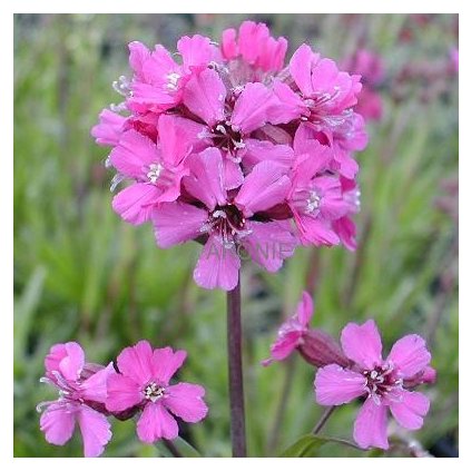 Kohoutek smolnička - Lychnis viscaria - ´Splendens´ - 2 l