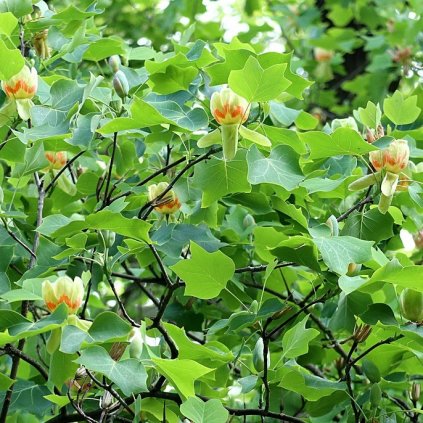 Liriodendron tulipifera