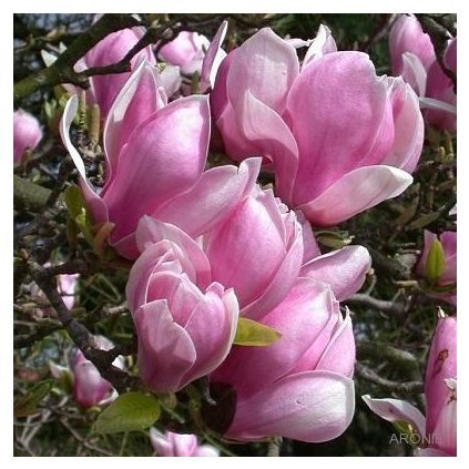 Magnolie Soulangeova - Magnolia soulangeana - mnohokmen - 180 - 200 cm Exkluziv