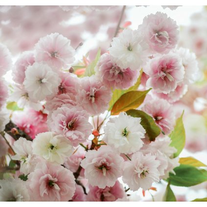 Třešeň pilovitá ´Fugenzo´Shirofugen´ - Prunus serrulata  - ok 18/20- Exkluziv