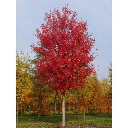 Javor - Acer x freemanii (Jeffersred) ´Autumn Blaze´ ® - ok 10 - 12 cm