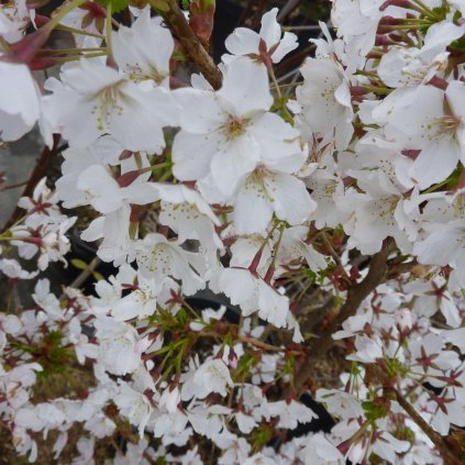 Třešeň´kurilská Brillant´- Prunus nipponica - 3 l  Okrasné keře