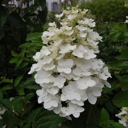 Hortenzie latnatá - Hydrangea pan.´Kyushu´- 100 - 130 cm