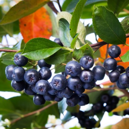 aronia melanocarpa autumn magic