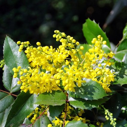 mahonia