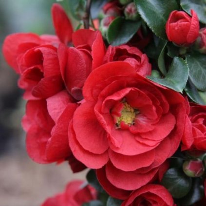 chaenomeles speciosa scarlet storm 700