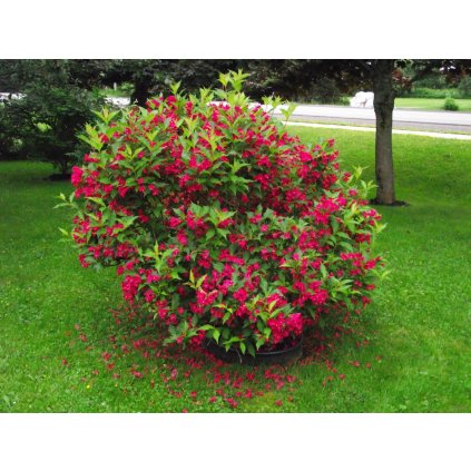 Vajgélie  - Weigela Red Prince 1,5 l