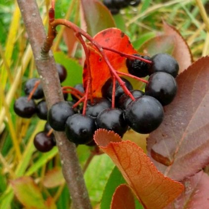 Aronia melanocarpa Nero Aronie garden