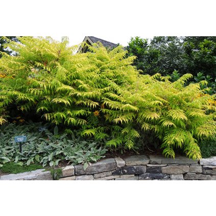 Rhus typhina Tiger Eyes