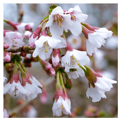 Slivoň vyříznutá ´Kojou-no-mai´- Prunus incisa - 4 l  okrasné keře