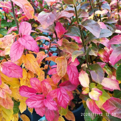 Parrotia persica Persian Spire