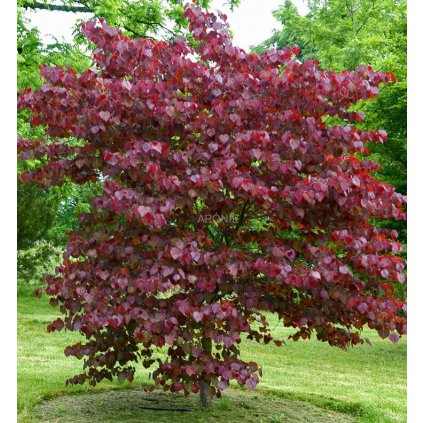 Zmarlika kanadská ´Forest Pansy´ - Cercis canadensis - Exkluziv  Cercis canadensis Forest Pansy