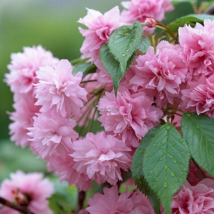 Třešeň pilovitá převislá  - Prunus serrulata Kiku-shidare - ok 12 - 14 cm sakura  Prunus serrulata