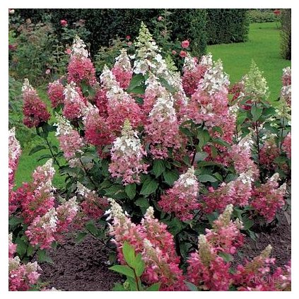 Hortenzie latnatá ´Pinky Winky ®´- Hydrangea paniculata - 100 - 120 cm  Okrasné keře