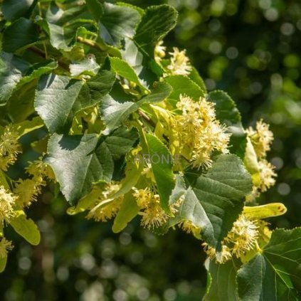 vyr 3827 lipa Euchlora