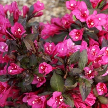 Weigela Minor Black