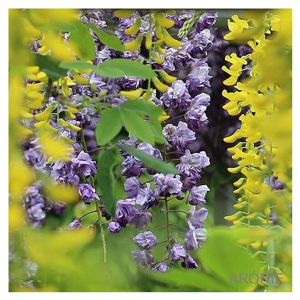 Štědřenec Vossii - Laburnum watereri - 12 l