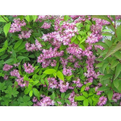 Trojpuk - Deutzia hybrida Strawberry Field - 1 l