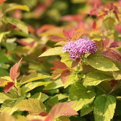 Spiraea japonica Pink Gold