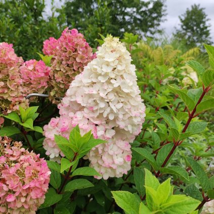 Hydrangea Sundae Fraise Hortenzie www.zahradnictvi aronie.cz