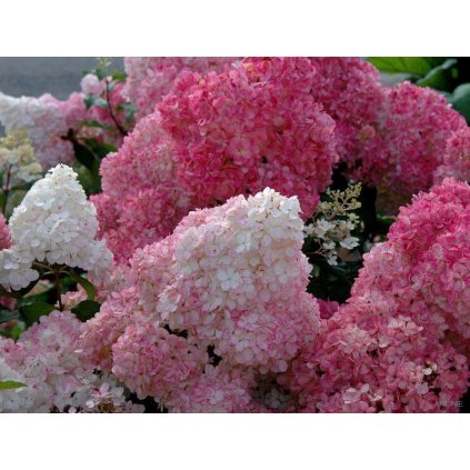 Hortenzie latnatá - Hydrangea pan. ´Sundae Fraise´ ® - 12 l