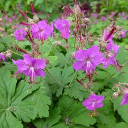 geranium macrorrhizum czakor kakost