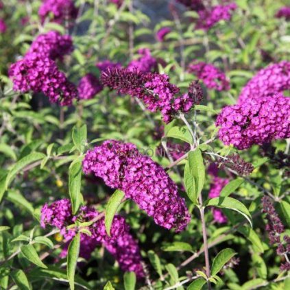 Komule davidova - Buddleja davidii ´Royal Red´ - 2 l