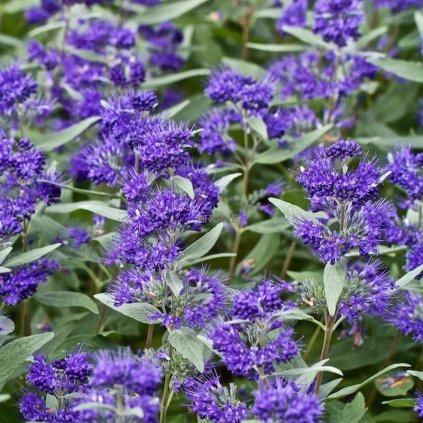 Ořechokřídlec klandonský - Caryopteris clan. ´Dark Knight´