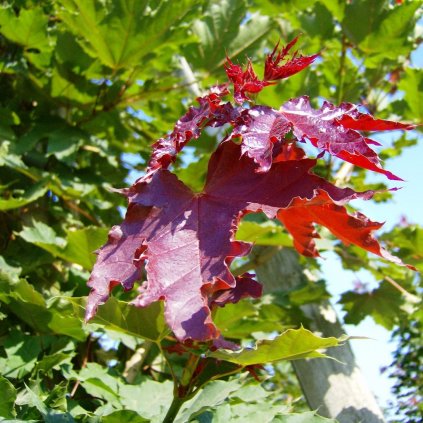 Acer platanoides Deborah