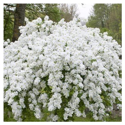 Hroznovec ´The Bride´- Exochorda macrantha - 4 l