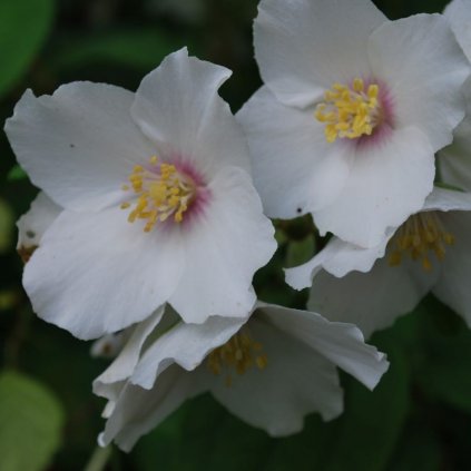 PhiladelphusBelleEtoile3